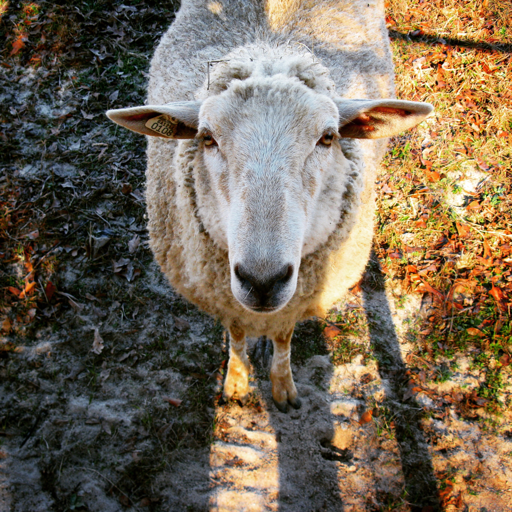 Native Sheep