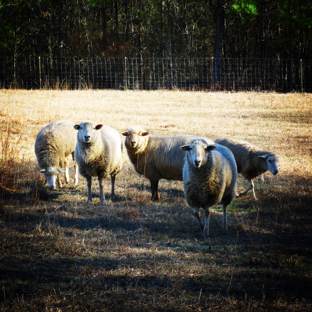 Gulf Coast Native Sheep
